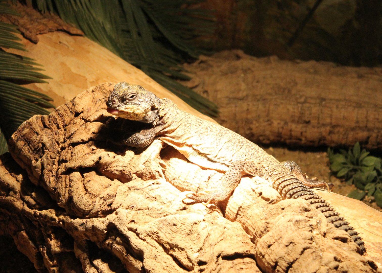 Uromastyx acanthinura