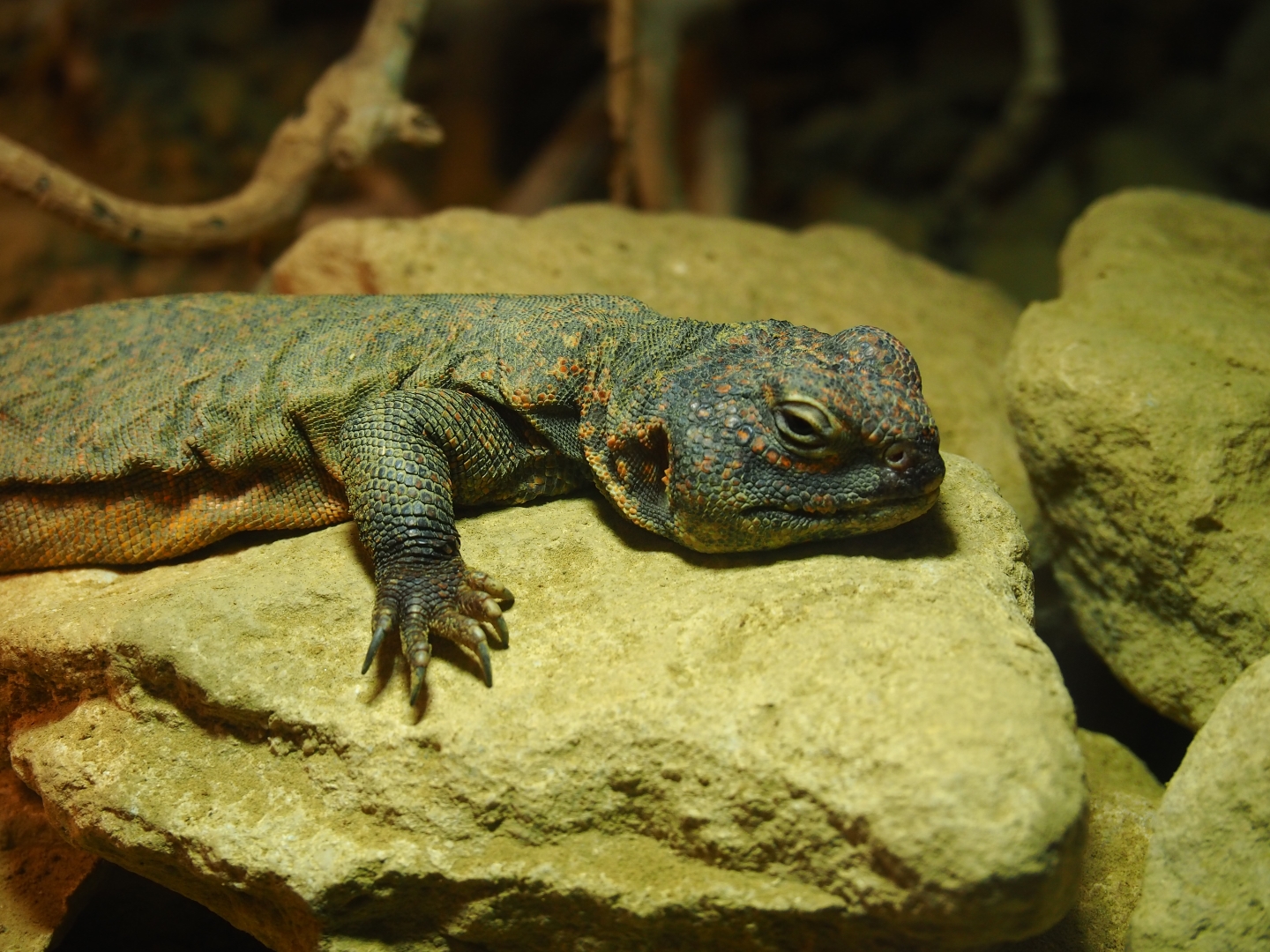 Uromastyx acanthinura