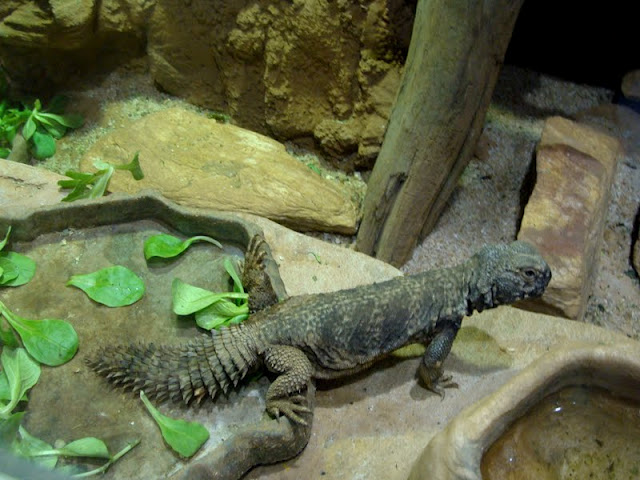 Uromastyx acanthinurus