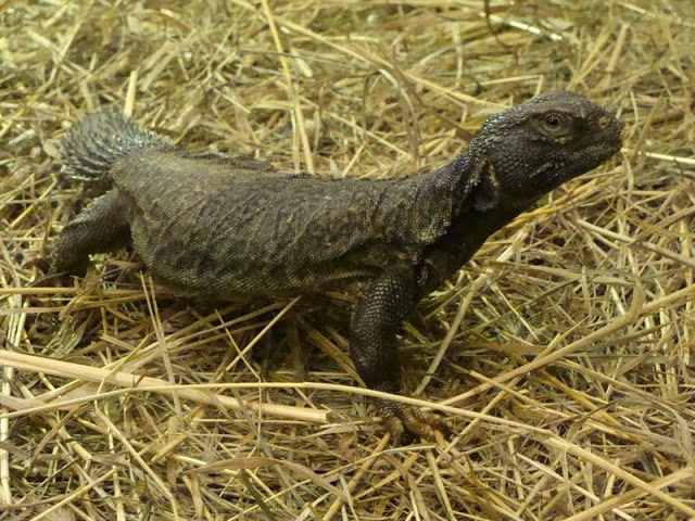Uromastyx acanthinurus