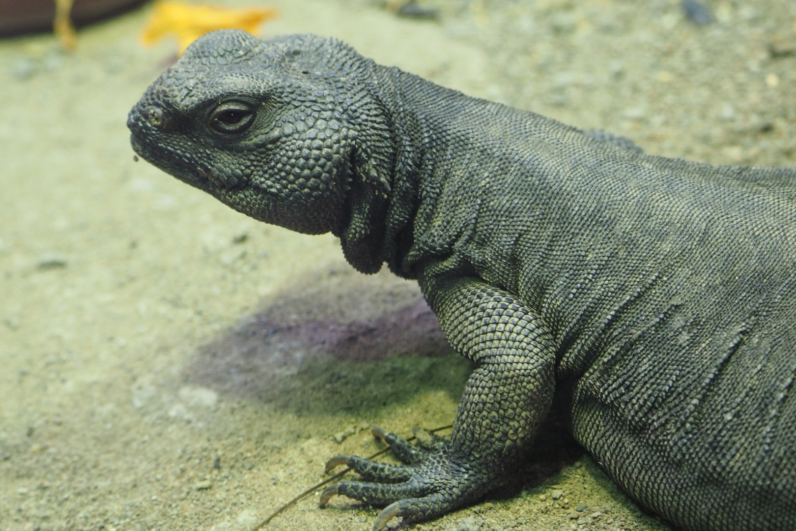 Uromastyx aegyptia