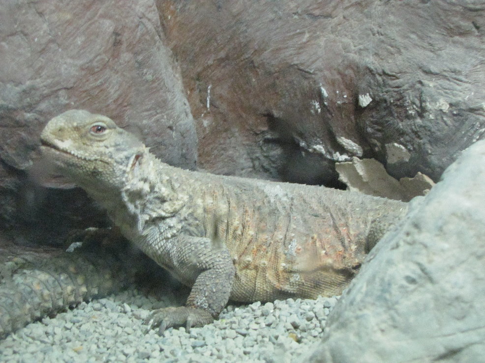 uromastyx aegyptius(tehran zoo)