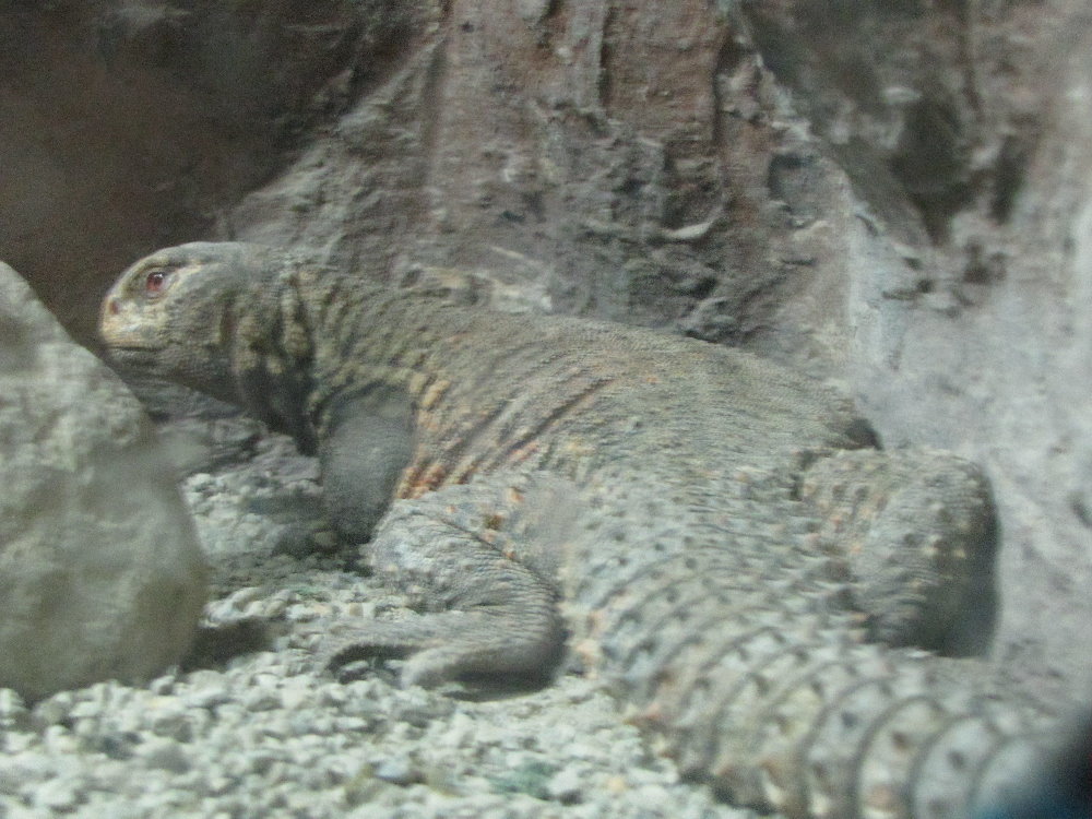 uromastyx aegyptius(tehran zoo)