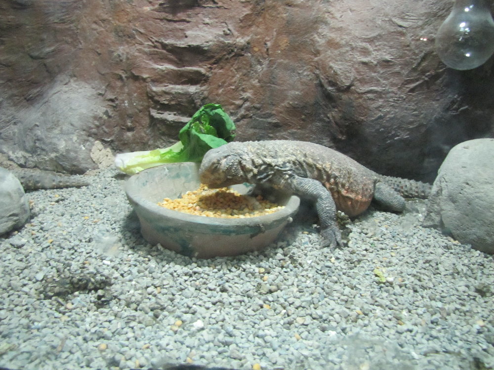 uromastyx aegyptius(tehran zoo)