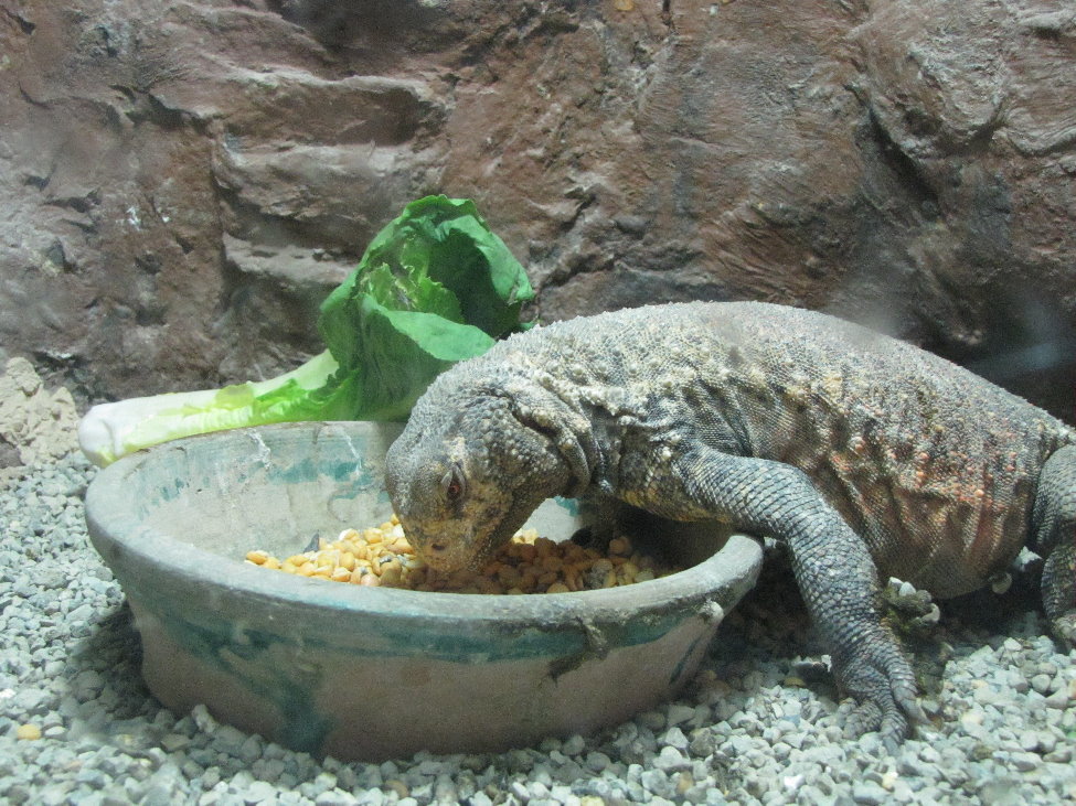 uromastyx aegyptius(tehran zoo)
