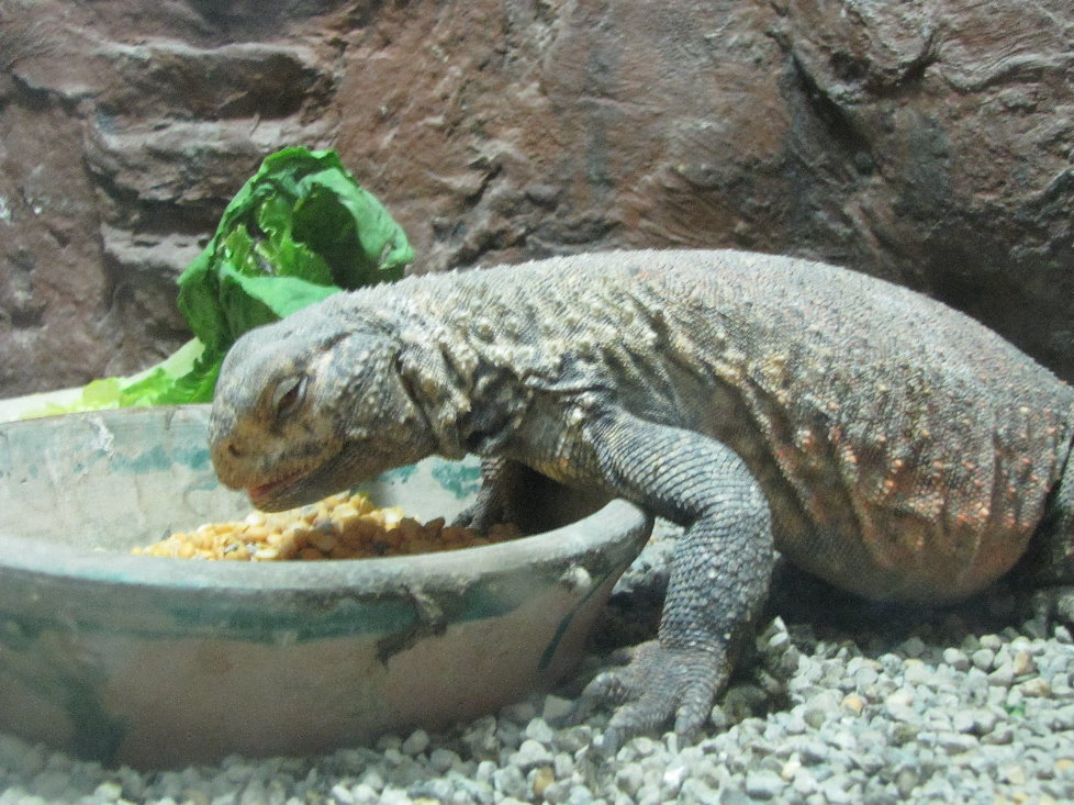uromastyx aegyptius(tehran zoo)