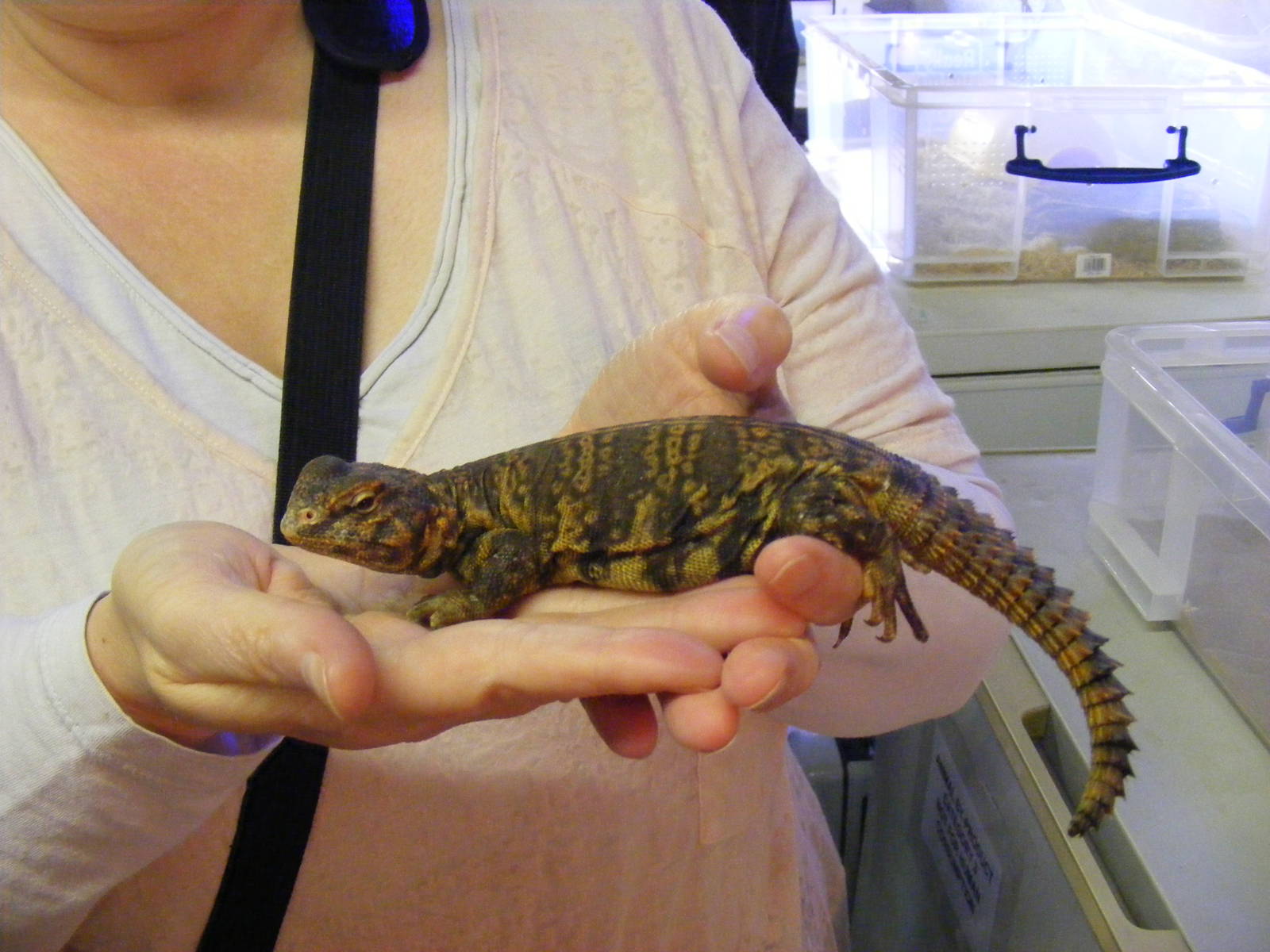 Uromastyx at Quirk's Animal Roadshow on 29 August 2011
