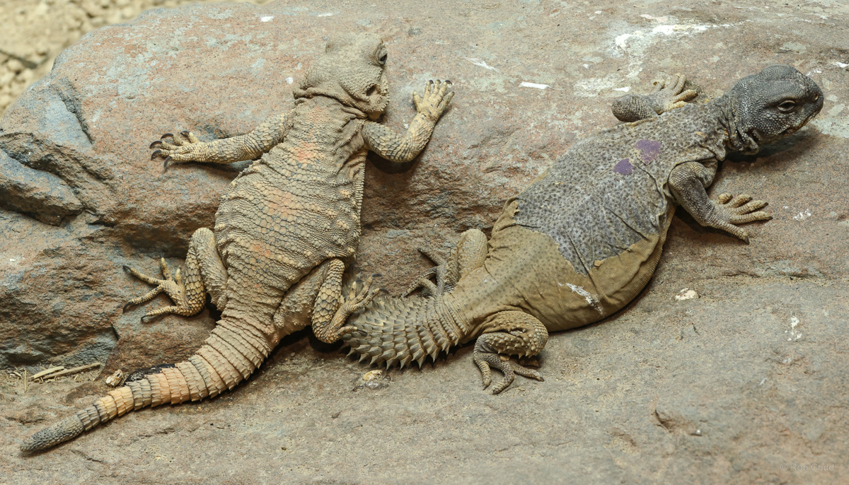 Uromastyx : Chester Zoo : 06 Sep 2025