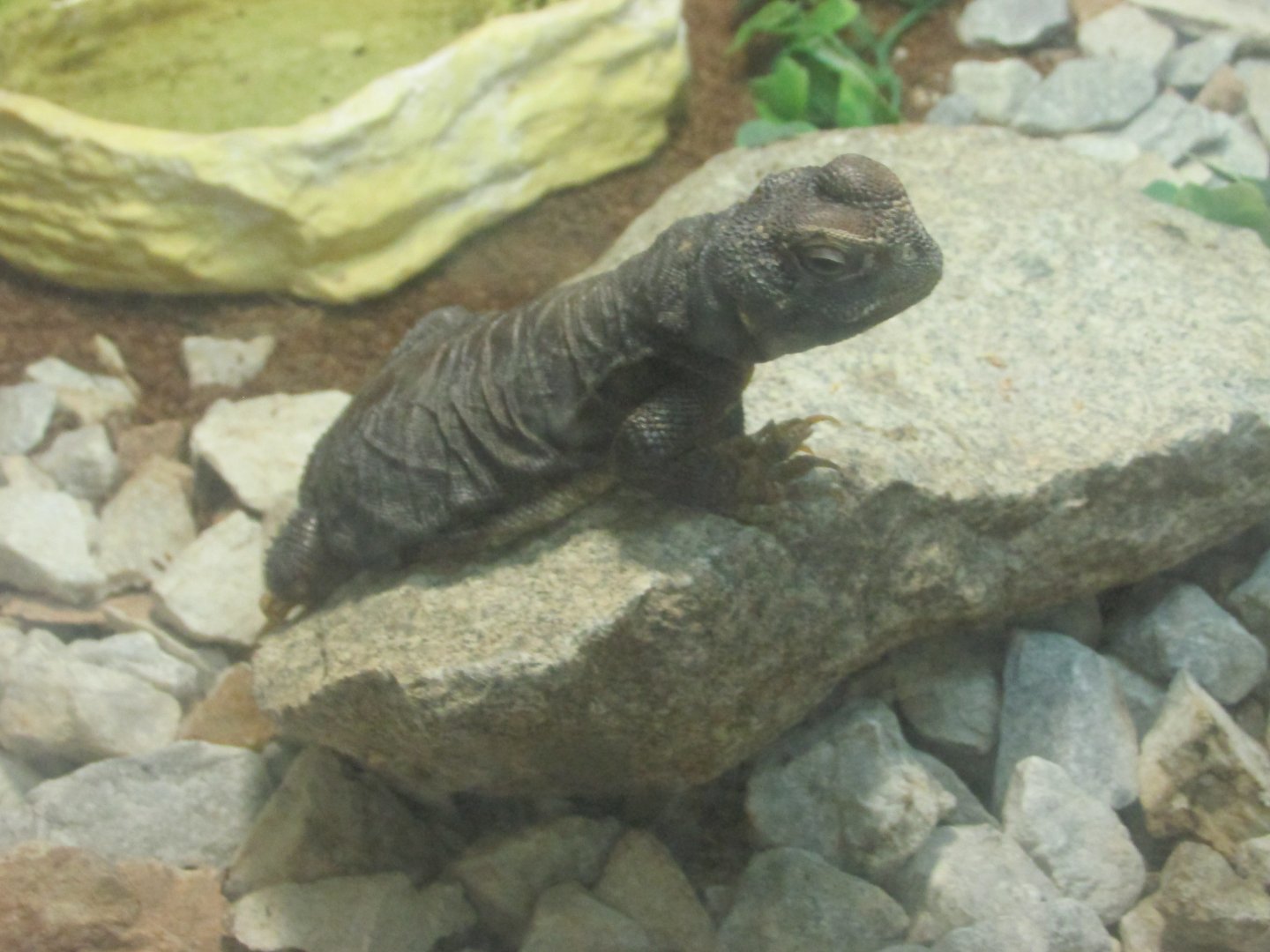 uromastyx dispar