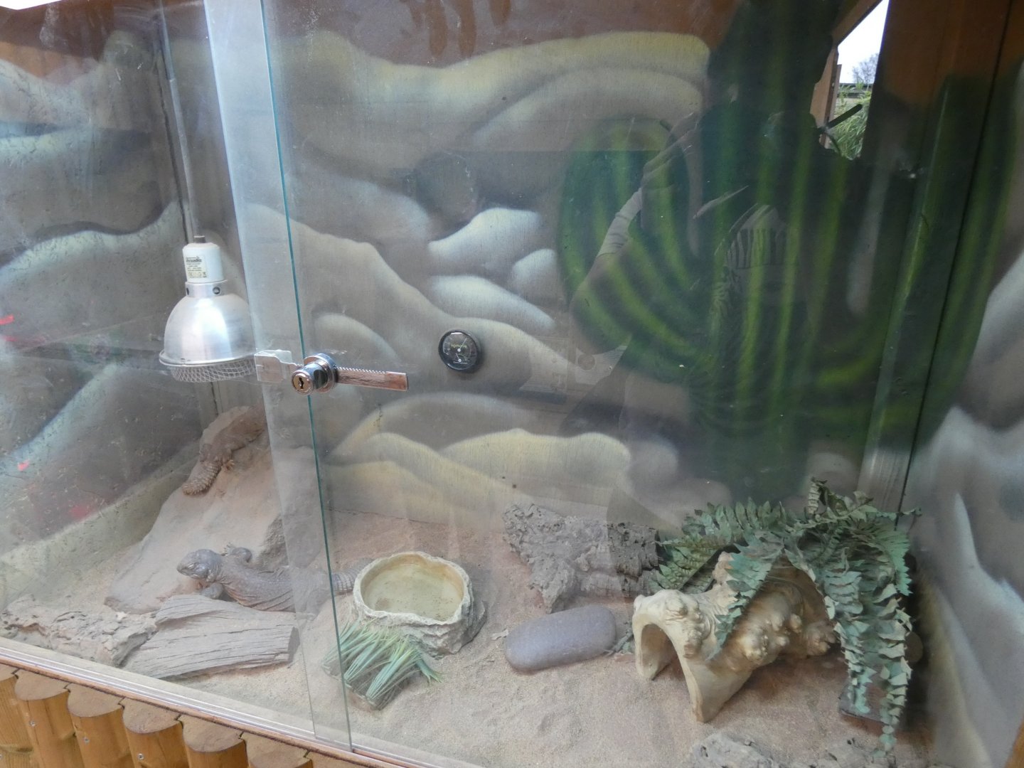 Uromastyx enclosure