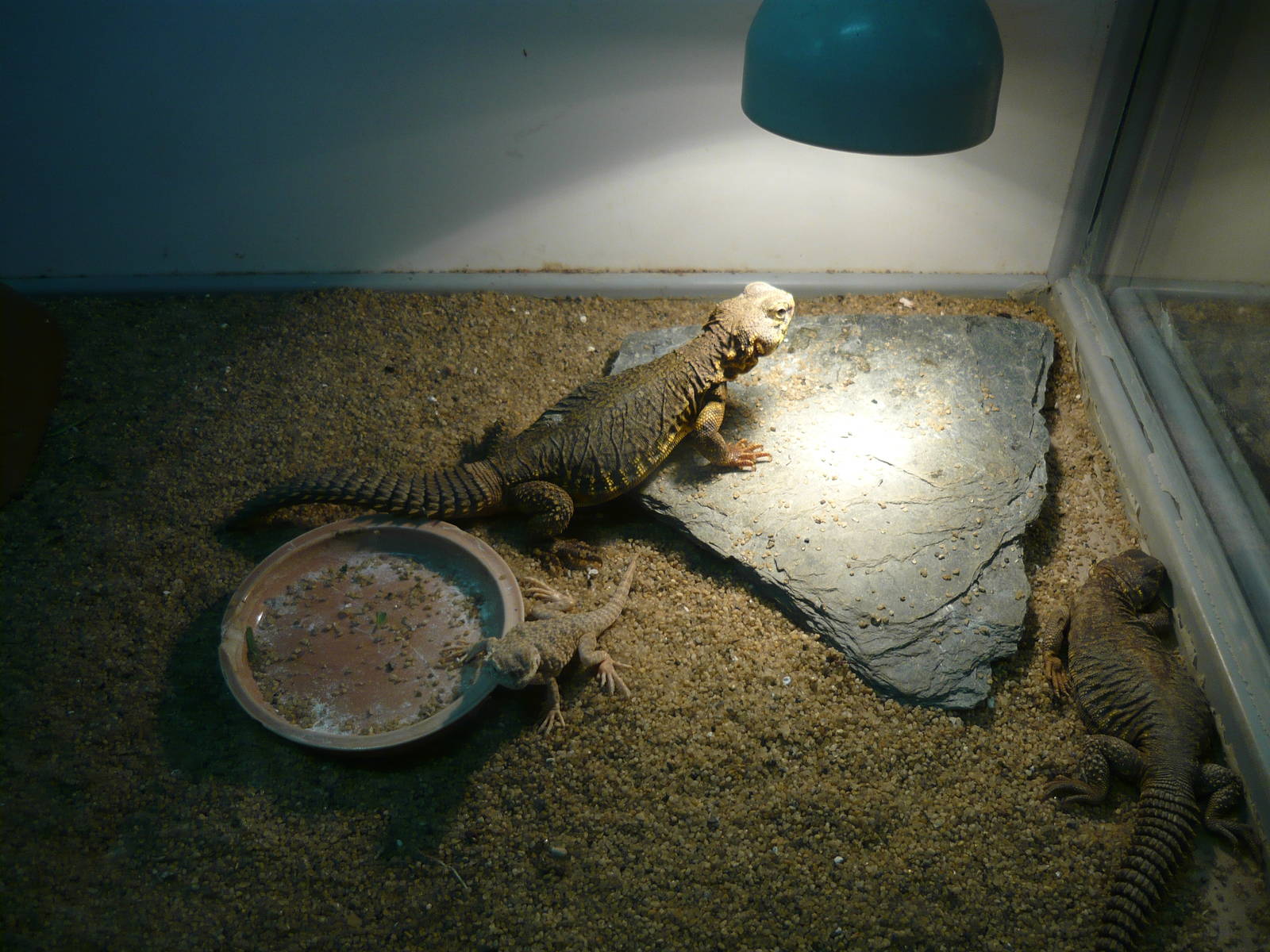 Uromastyx geyri and Phrynocephalus mystaceus