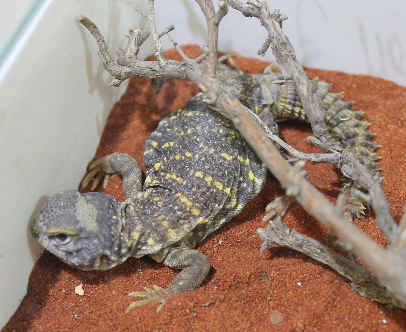Uromastyx geyri
