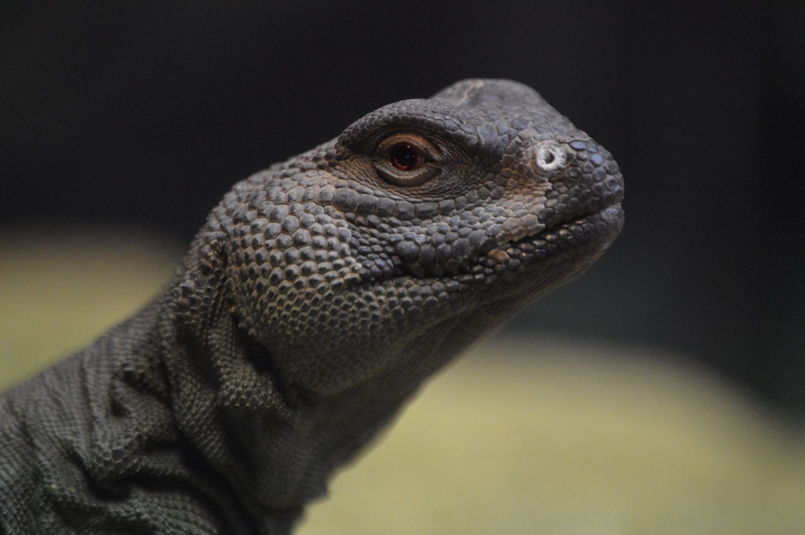Uromastyx geyri
