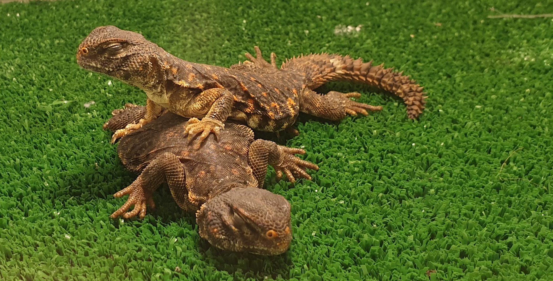Uromastyx geyri