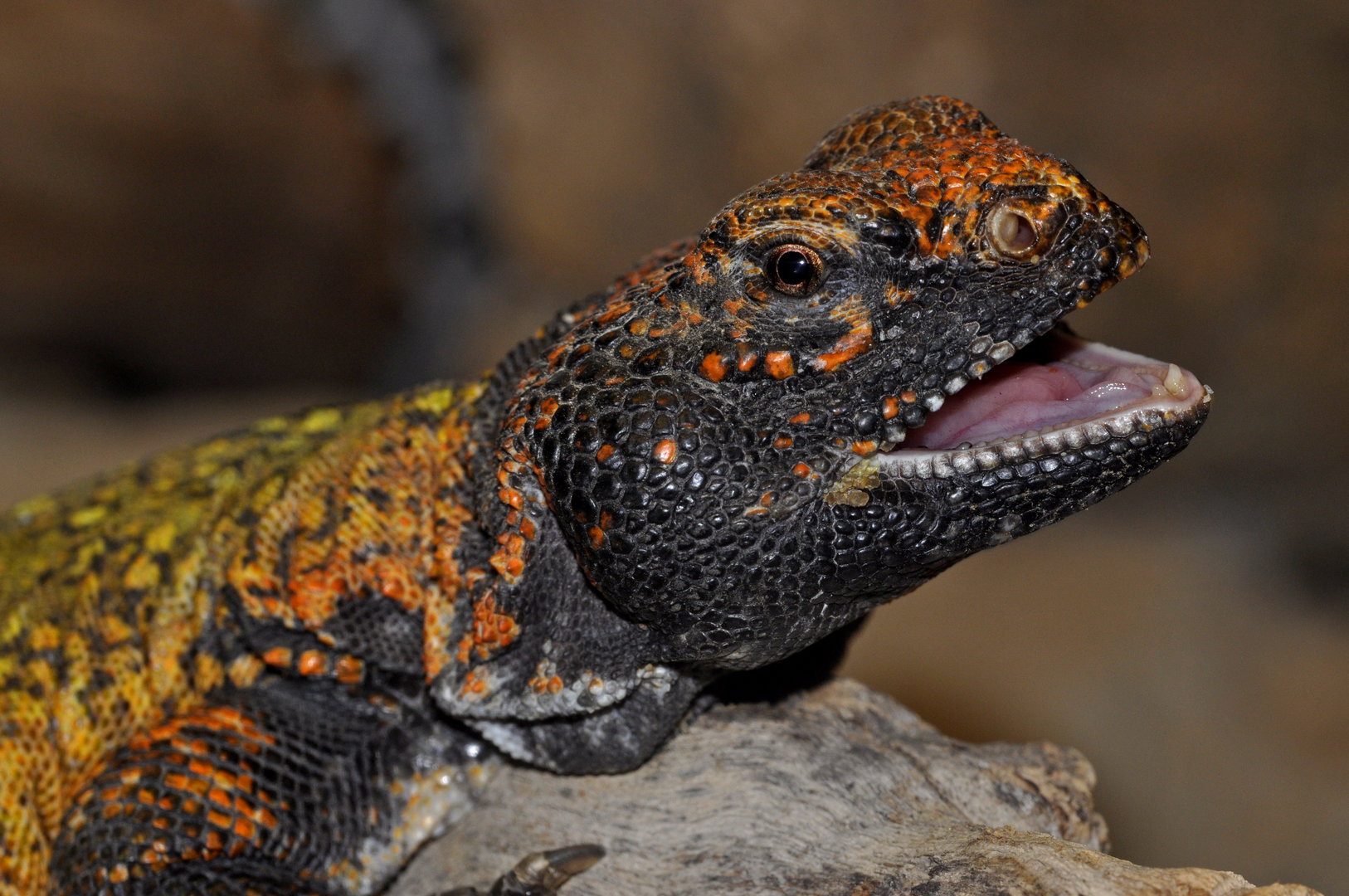 Uromastyx geyri