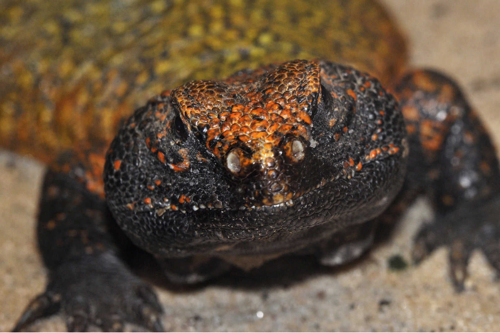 Uromastyx geyri
