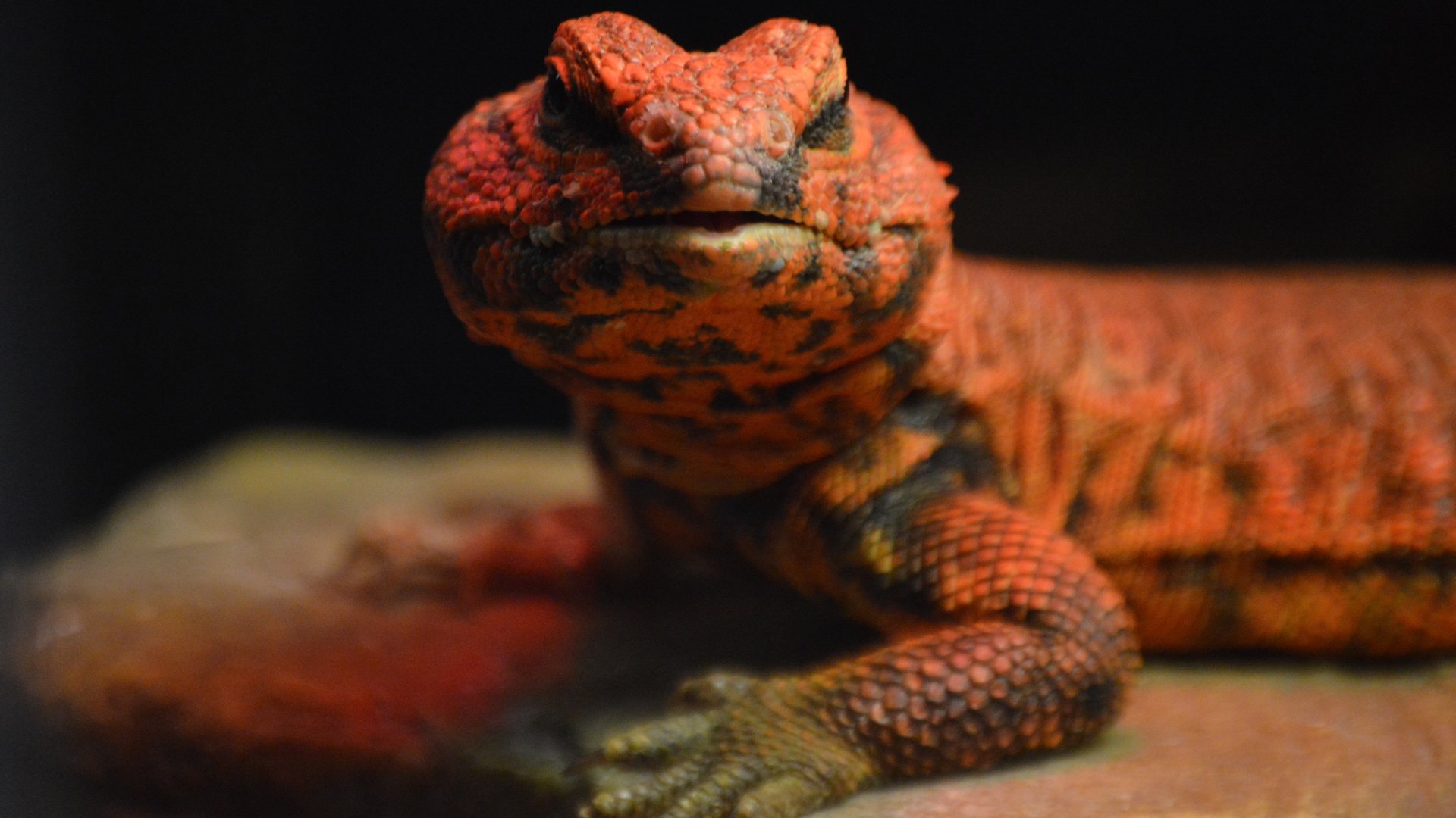 Uromastyx geyri