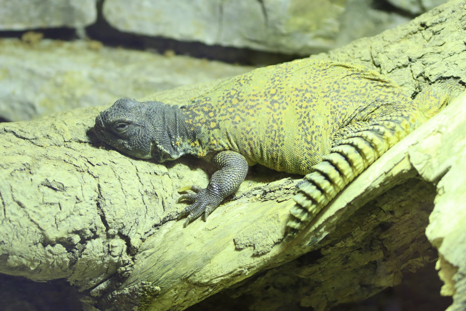 Uromastyx ID