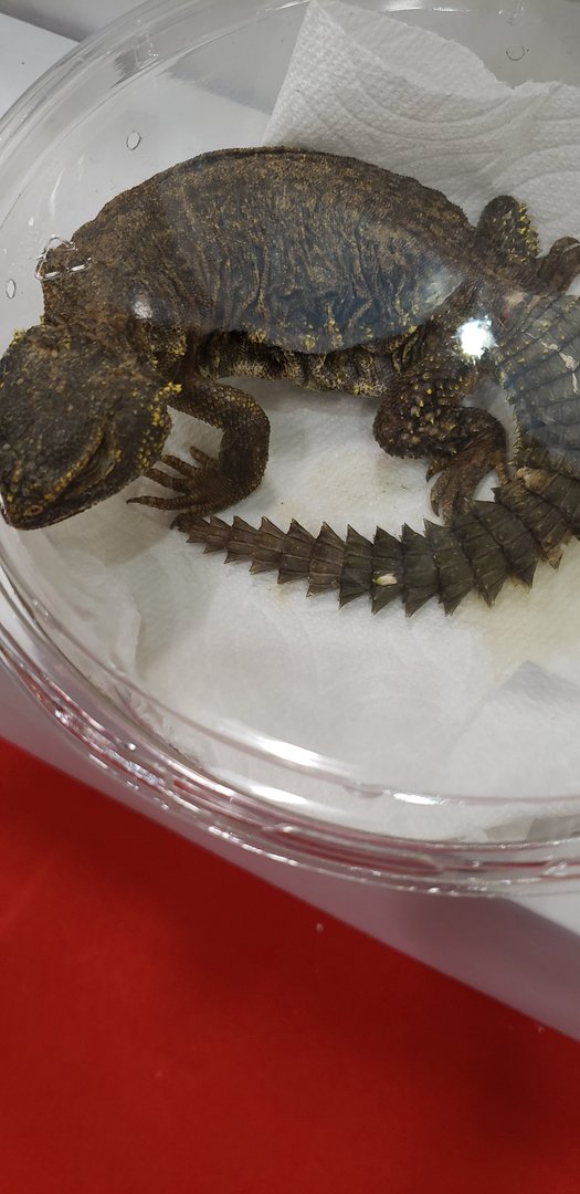 Uromastyx ID