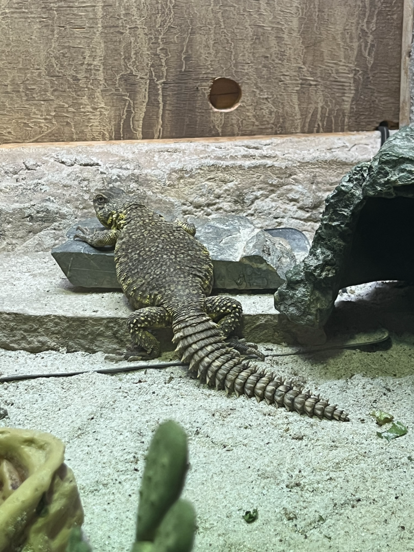 Uromastyx ID