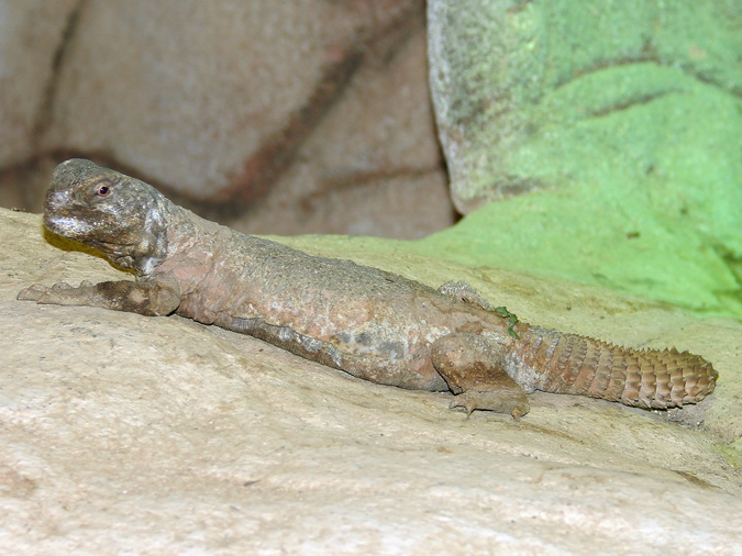 Uromastyx leptieni  / Spiny-tailed lizard