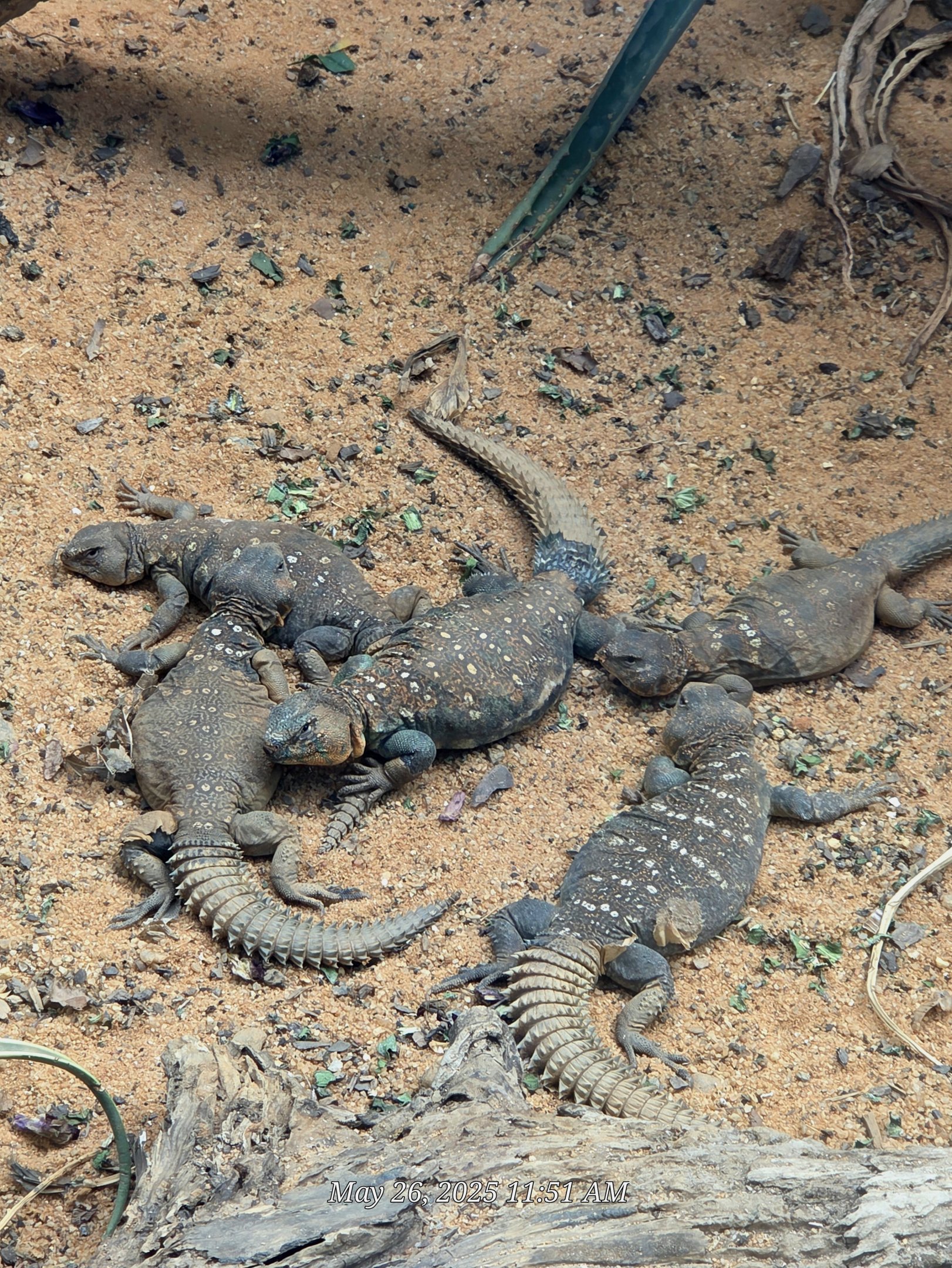 Uromastyx Lizards  - Riverbanks Zoo