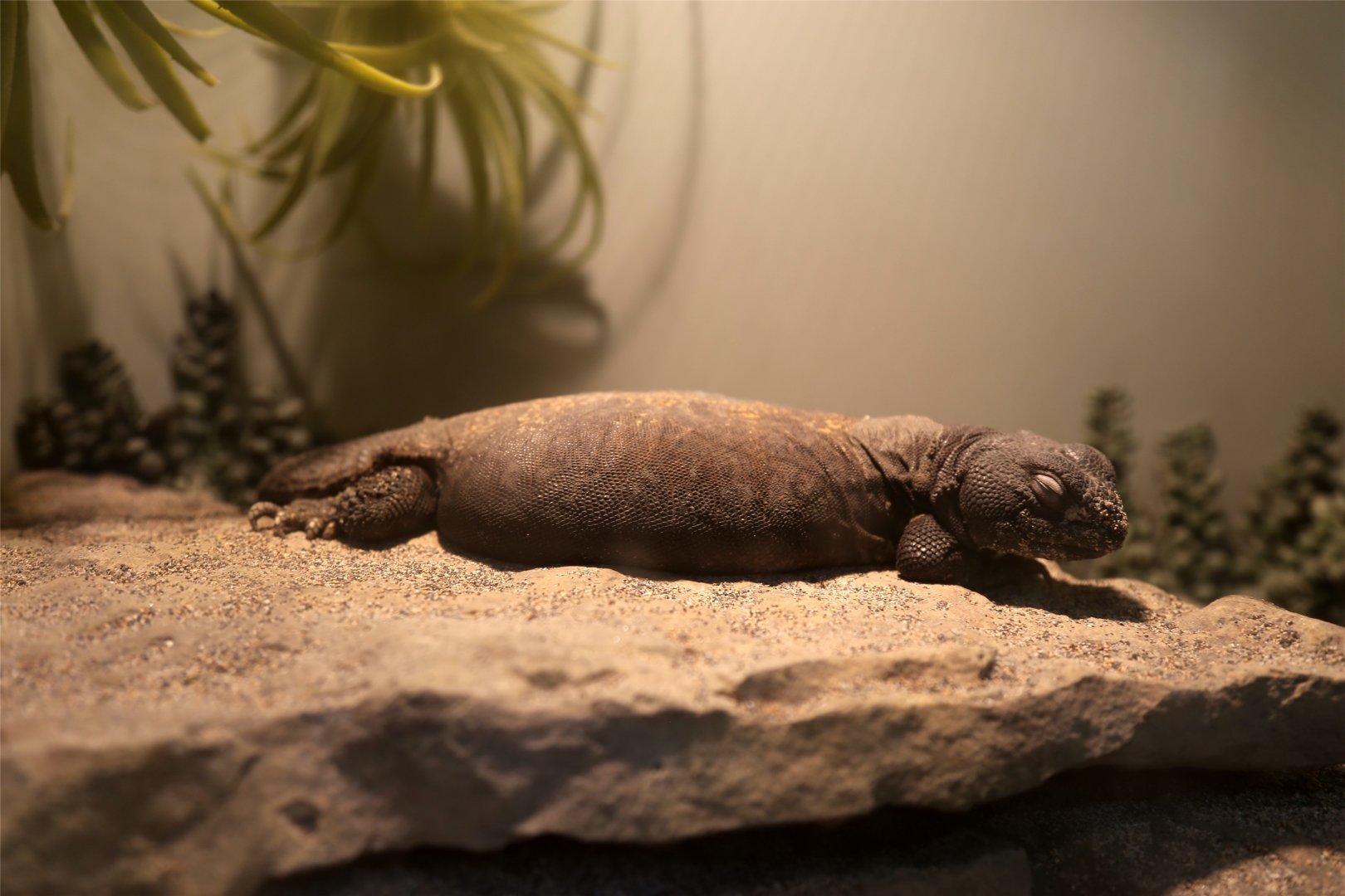 Uromastyx maliensis