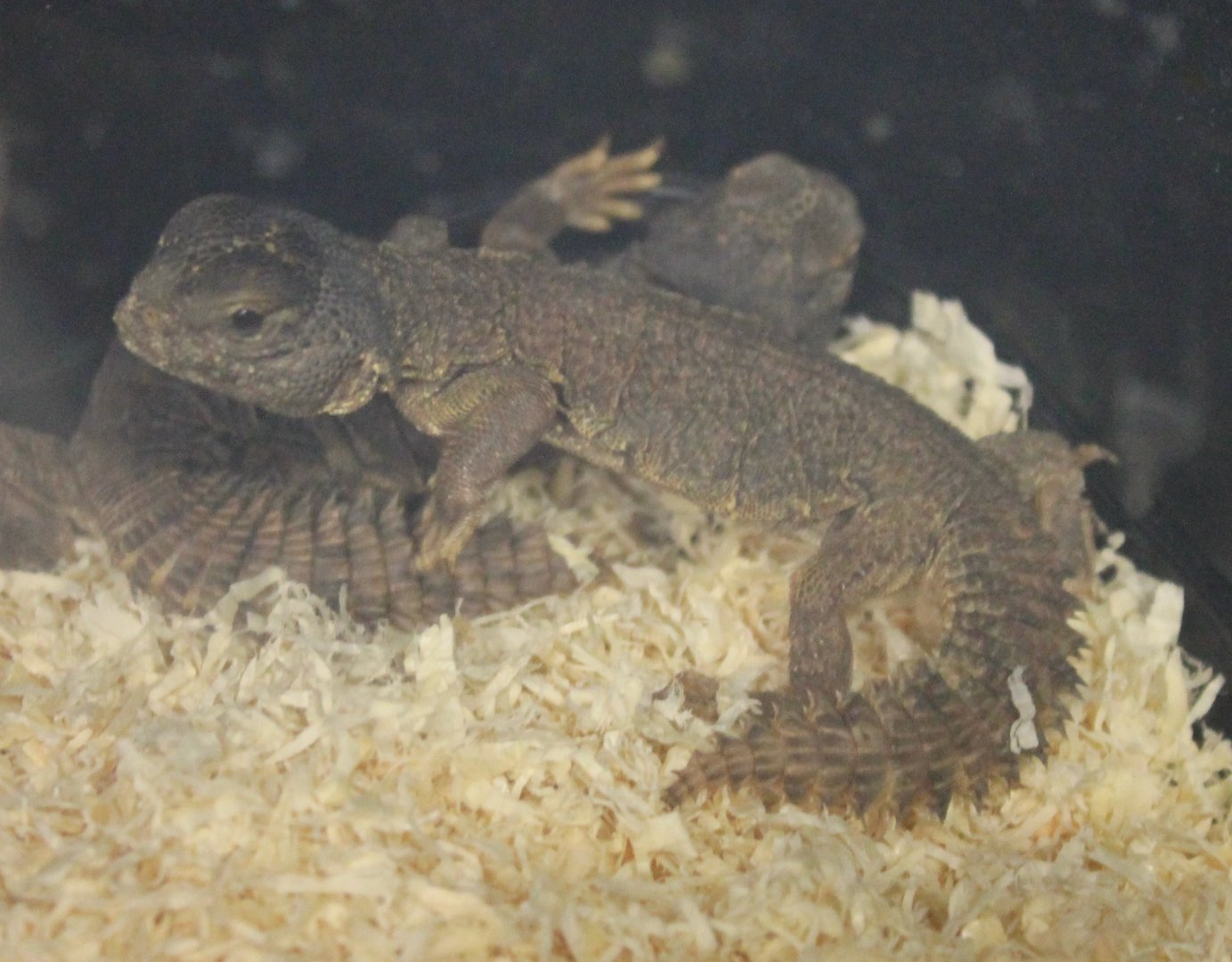 Uromastyx nigriventris