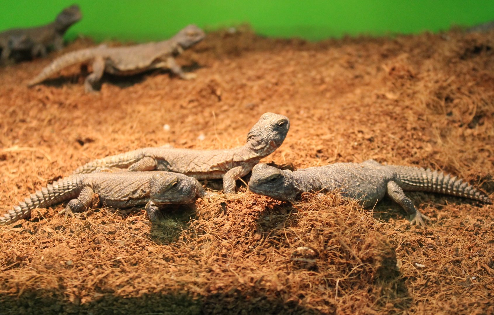 Uromastyx nigriventris
