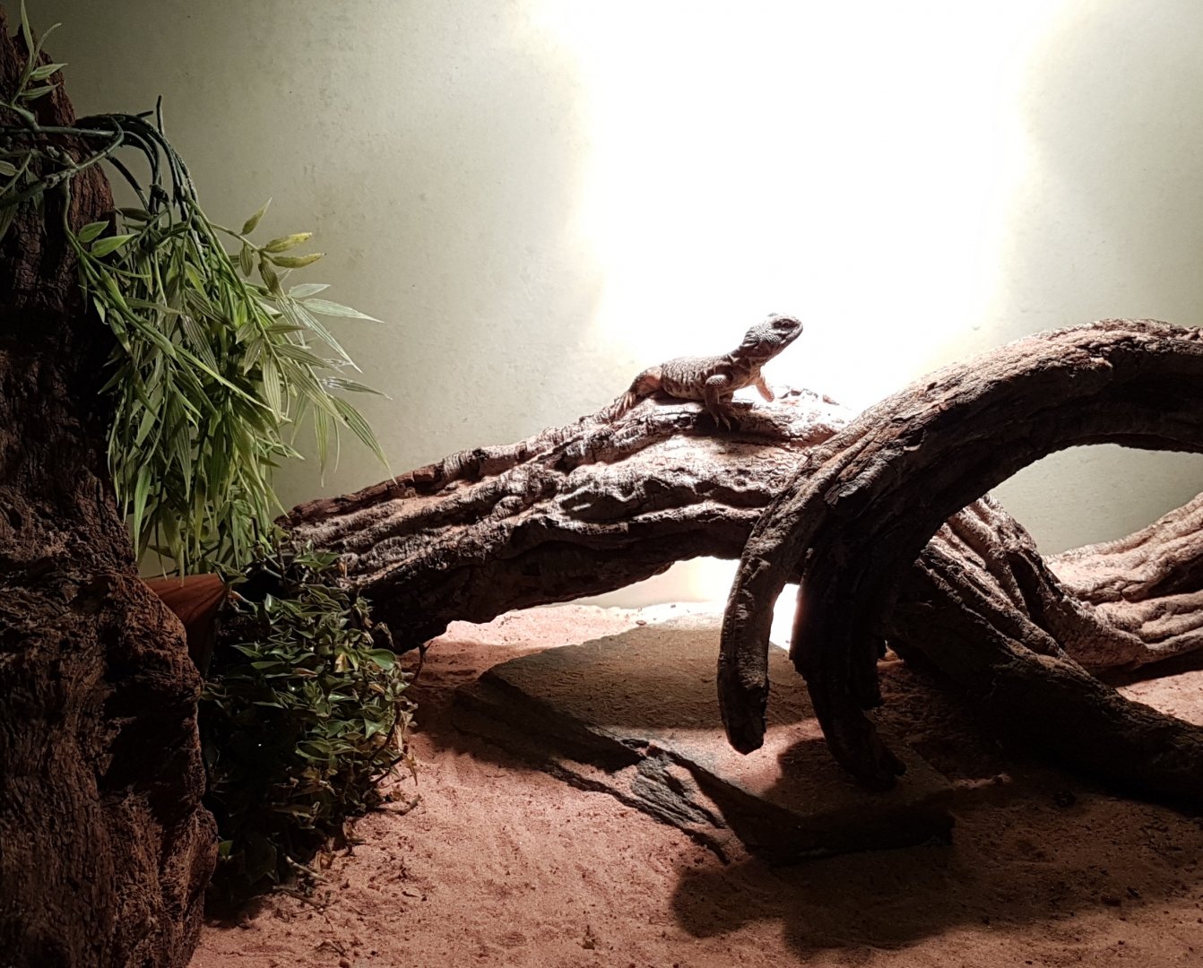 Uromastyx nigriventris