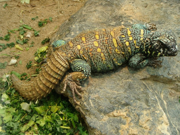 Uromastyx o.ornatus