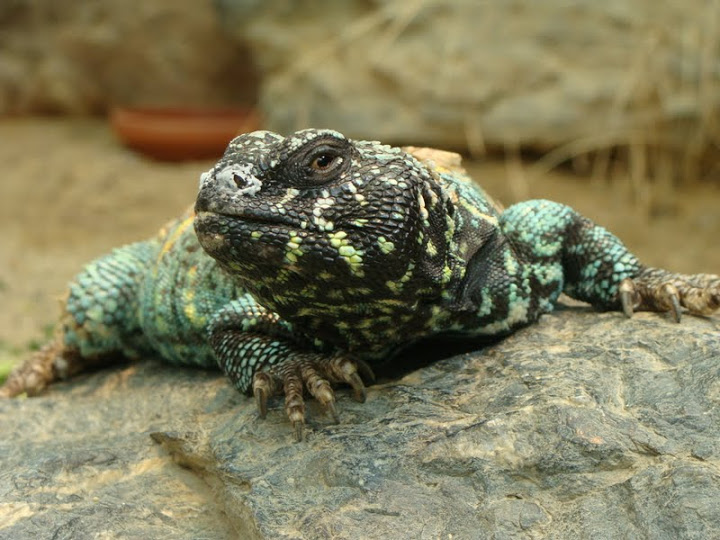 Uromastyx o.ornatus
