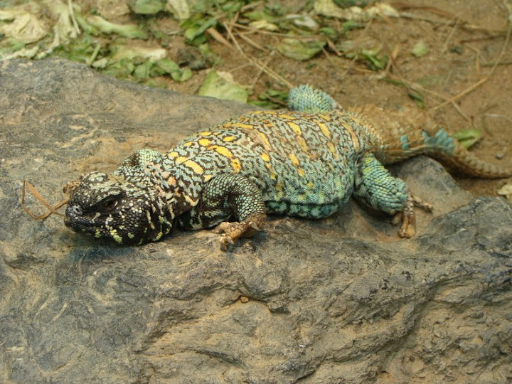 Uromastyx o.ornatus