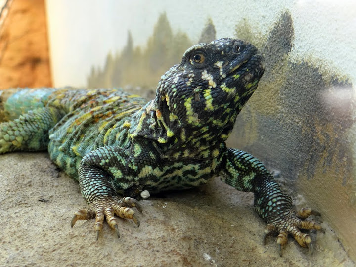 Uromastyx o.ornatus