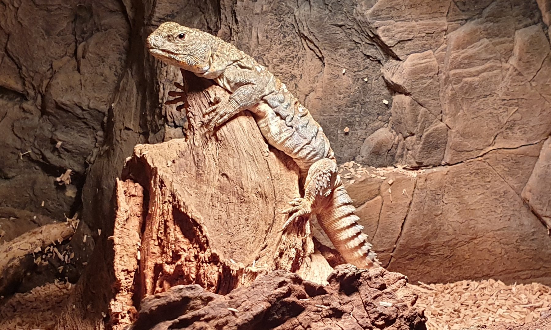 Uromastyx ocellata
