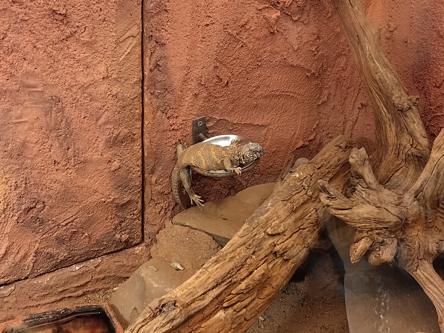 Uromastyx on feeding dish