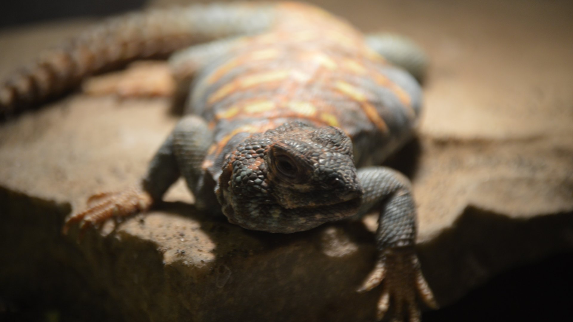 Uromastyx ornata ornata