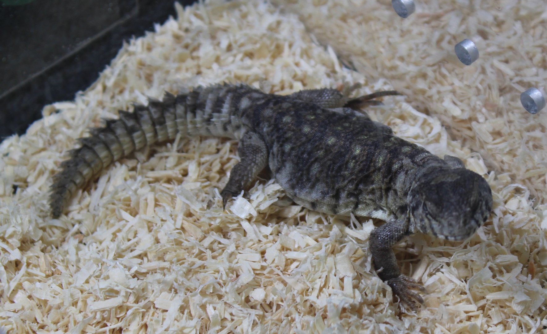 Uromastyx ornata philbyi
