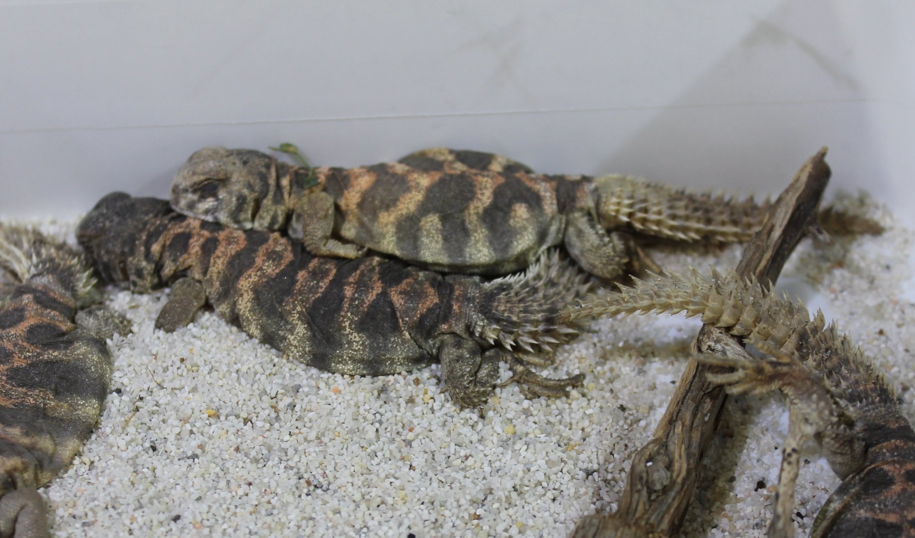 Uromastyx ornata