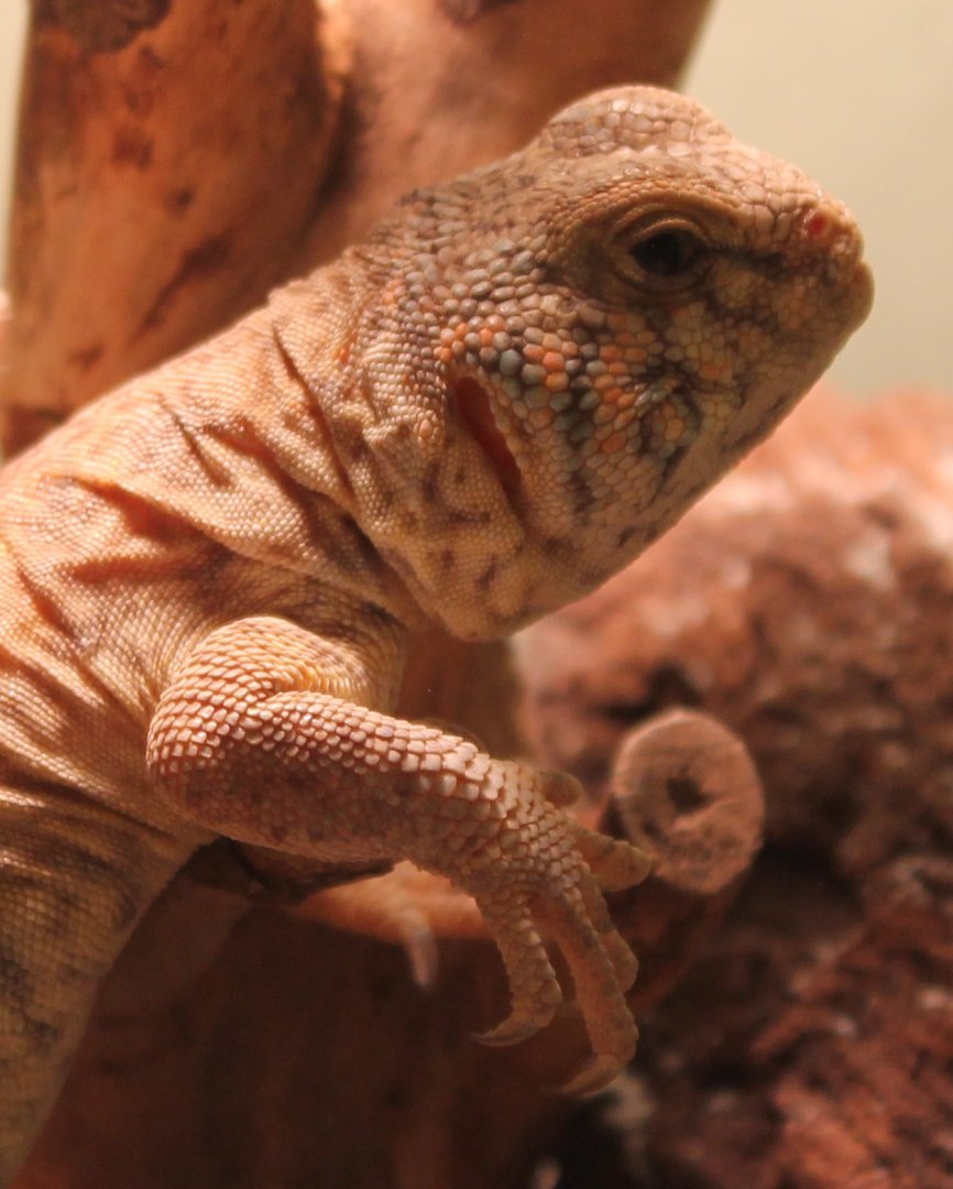 Uromastyx ornata