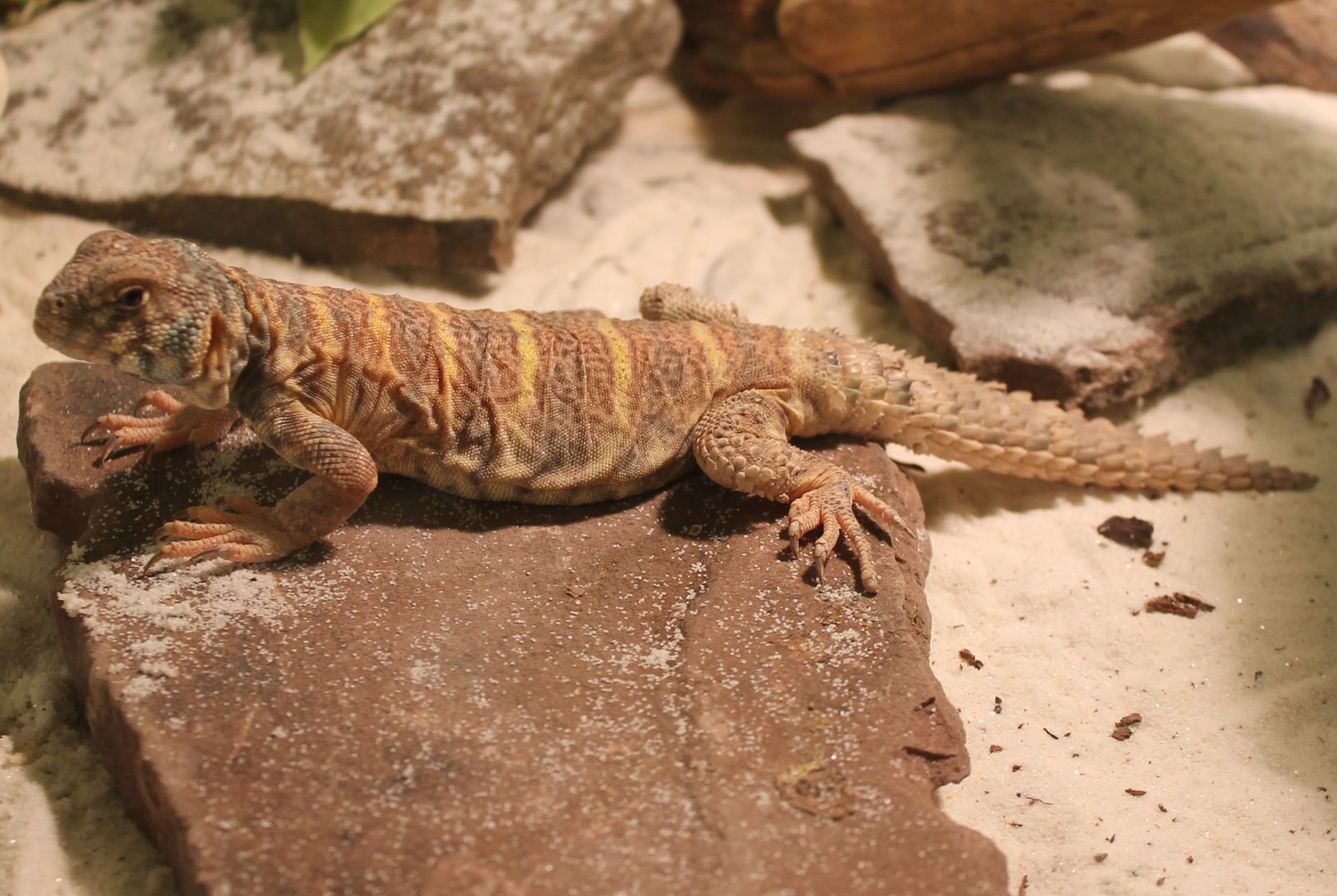 Uromastyx ornata