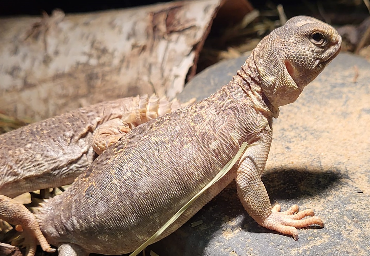 Uromastyx princeps