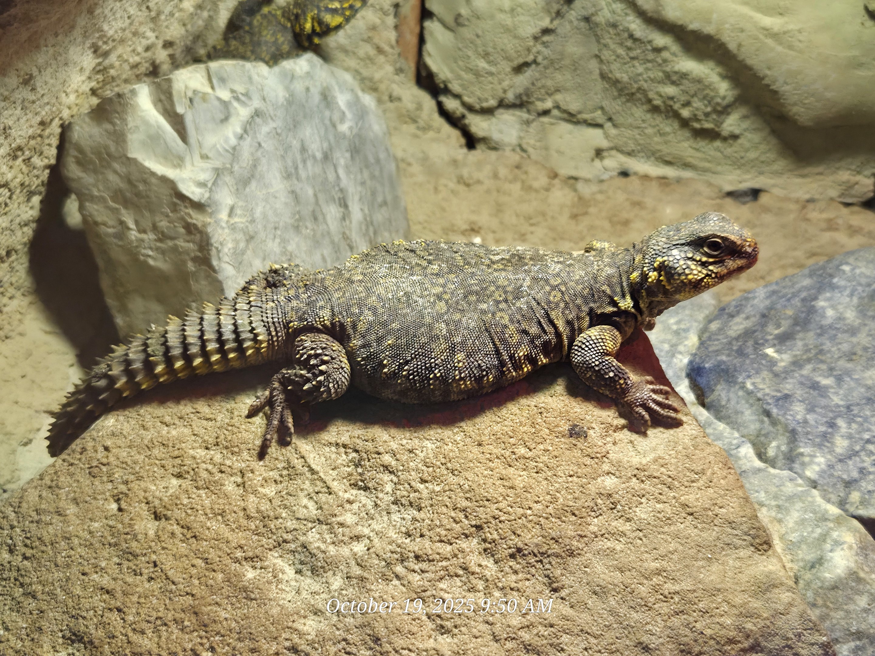 Uromastyx - Rainforest Adventures