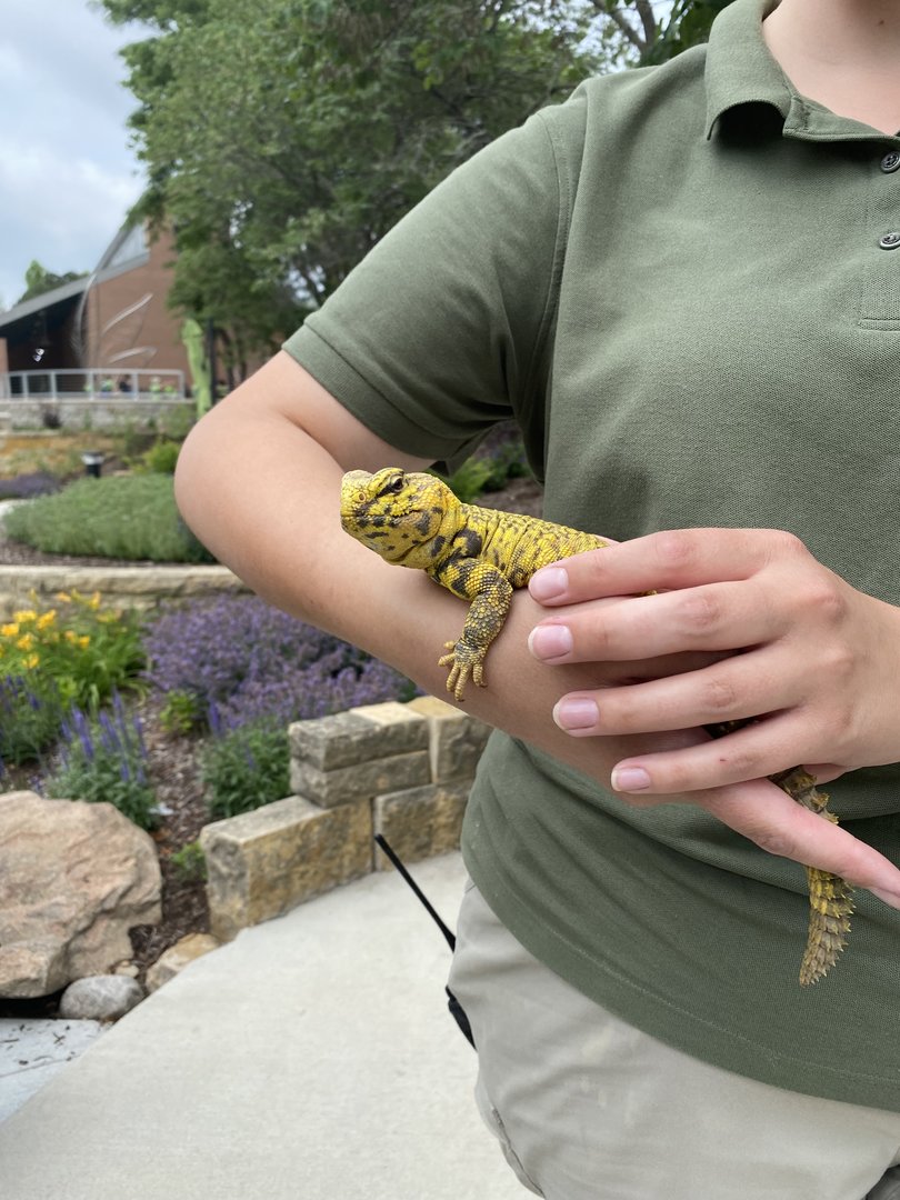 Uromastyx sp. - 6/16/2023