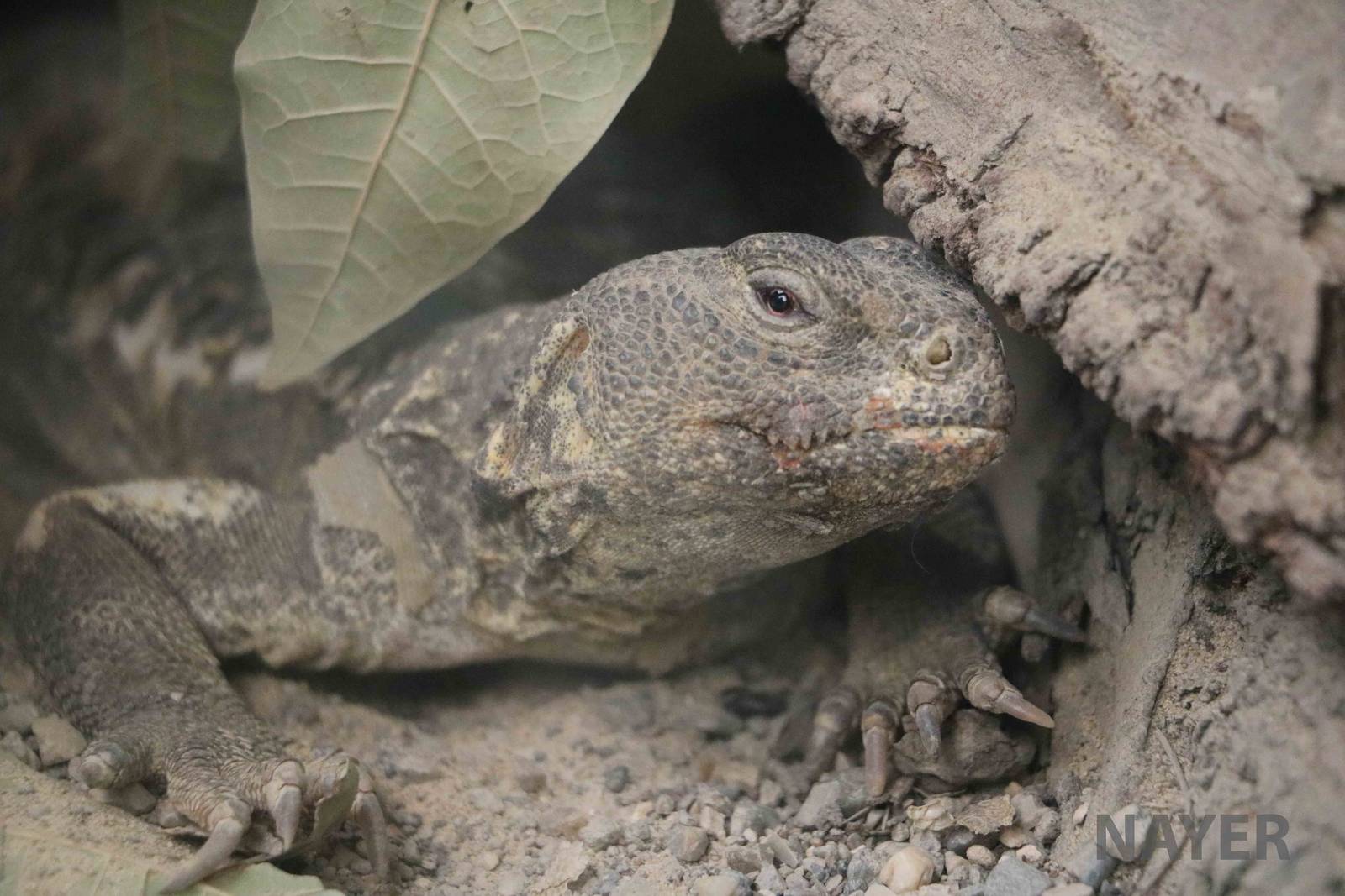 Uromastyx sp. - Bioparque la Reserva, March 2016
