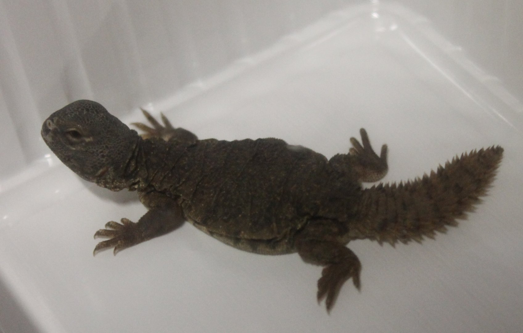 Uromastyx species