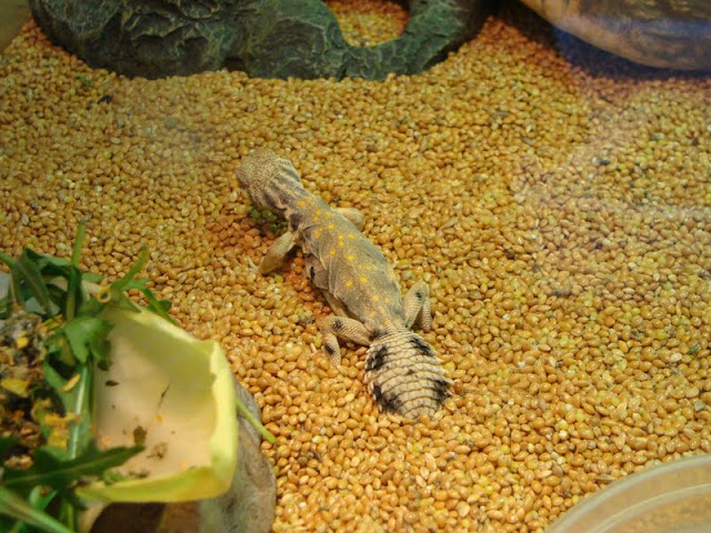 Uromastyx thomasi - apart from the exhibition