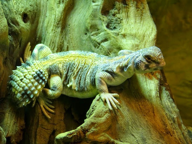 Uromastyx thomasi