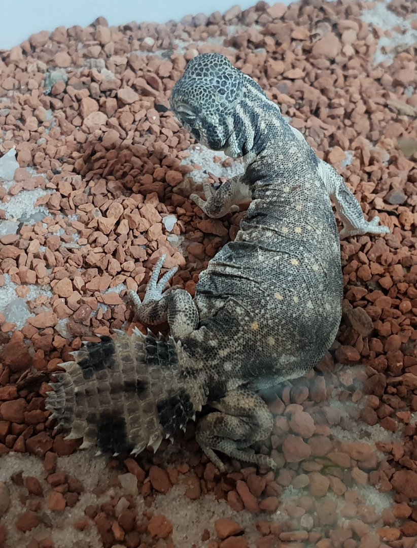 Uromastyx thomasi