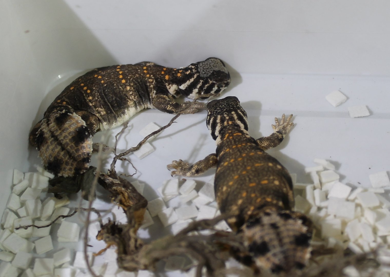 Uromastyx thomesi